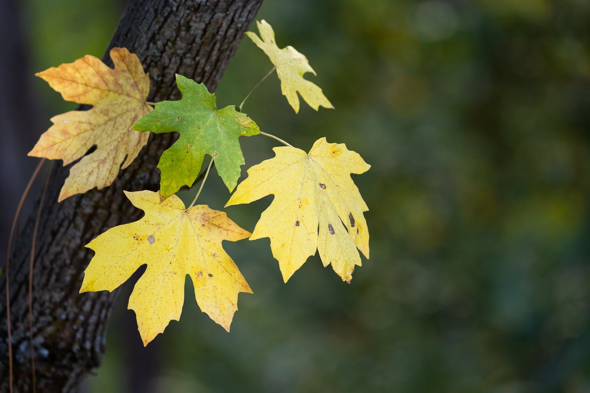 autumn-fall-leaf-peeping-leaves-yellow-macro-details-orange-foliage-yosemite-national-park.jpg