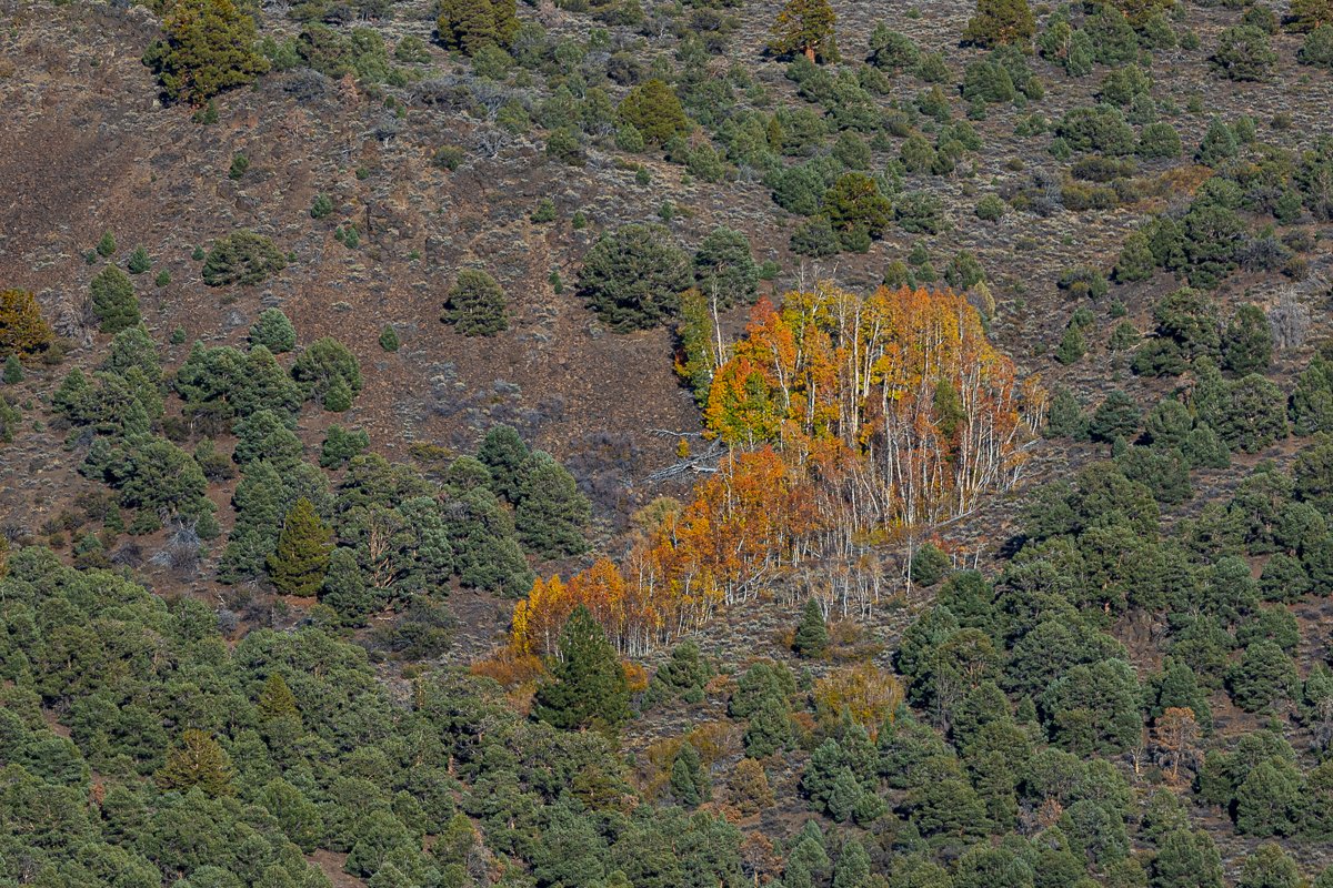 fall-sonora-pass-aspen-trees-orange-forest-road-mono-county-aerial-view-autumn-foliage-landscape-california.jpg