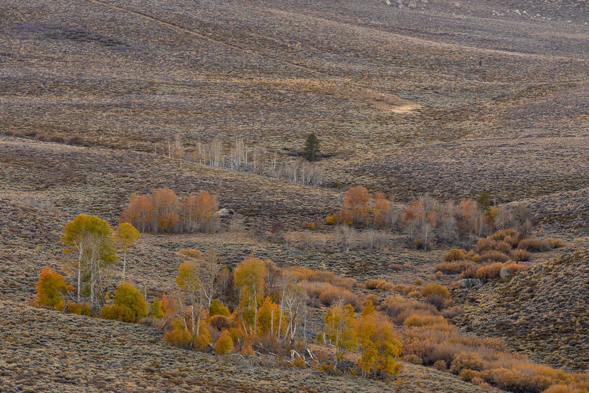 fall-sonora-pass-orange-yellow-valley-mountains-hillside-farmland-farm-california-USA-US.jpg