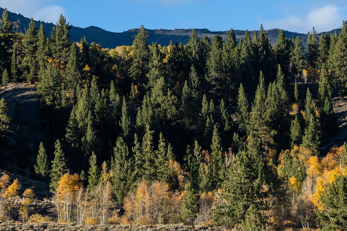 fall-sonora-pass-trees-forest-mono-county-woods-woodland-trees-pine-fir-aspen-autumn-october.jpg