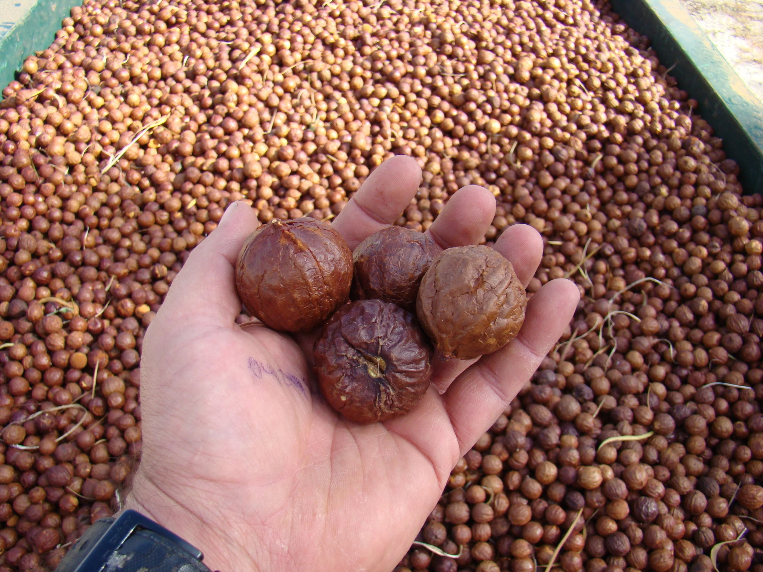 Sandalwood Nut Oil
