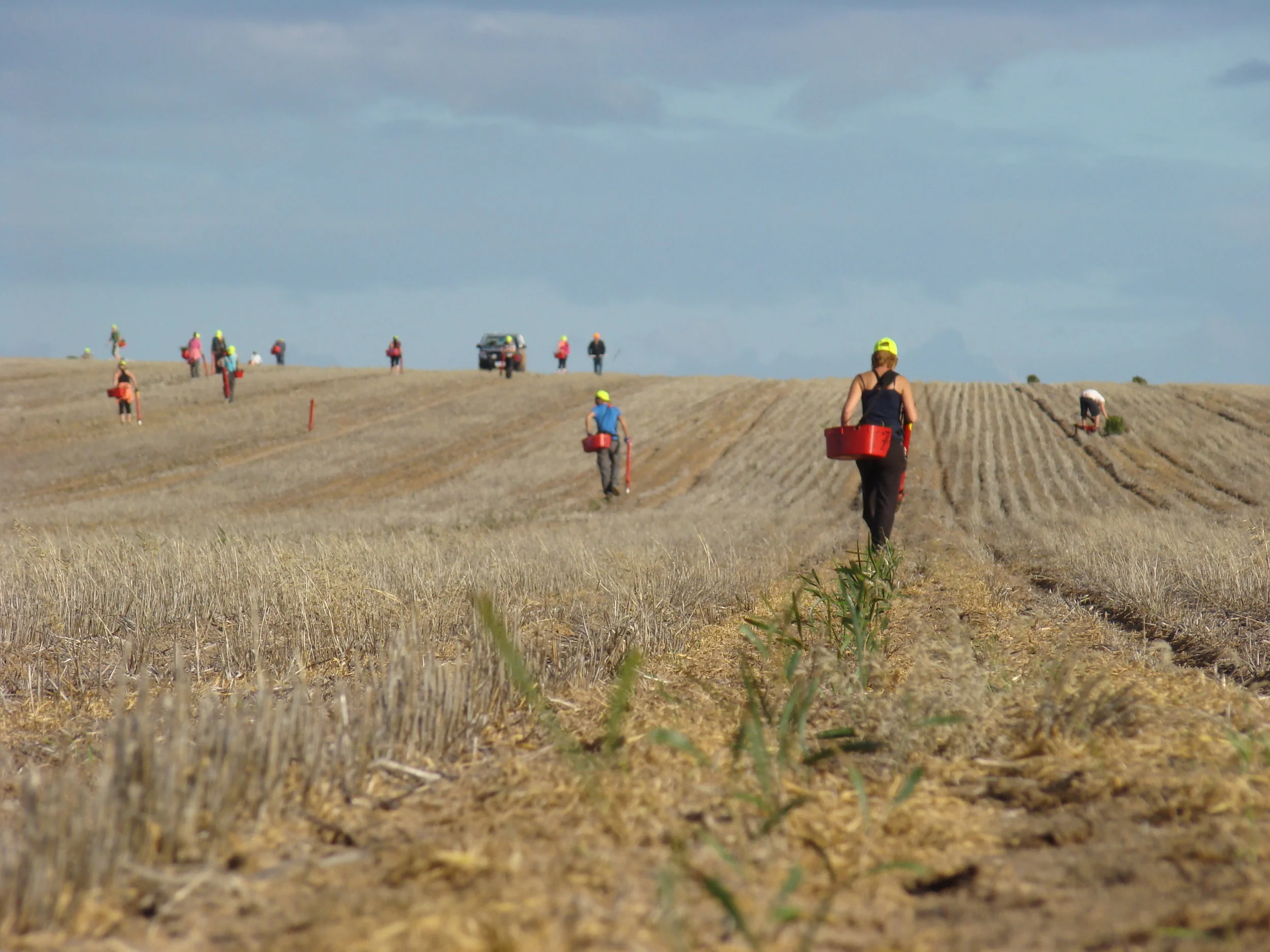 3 - Plantation Establishment