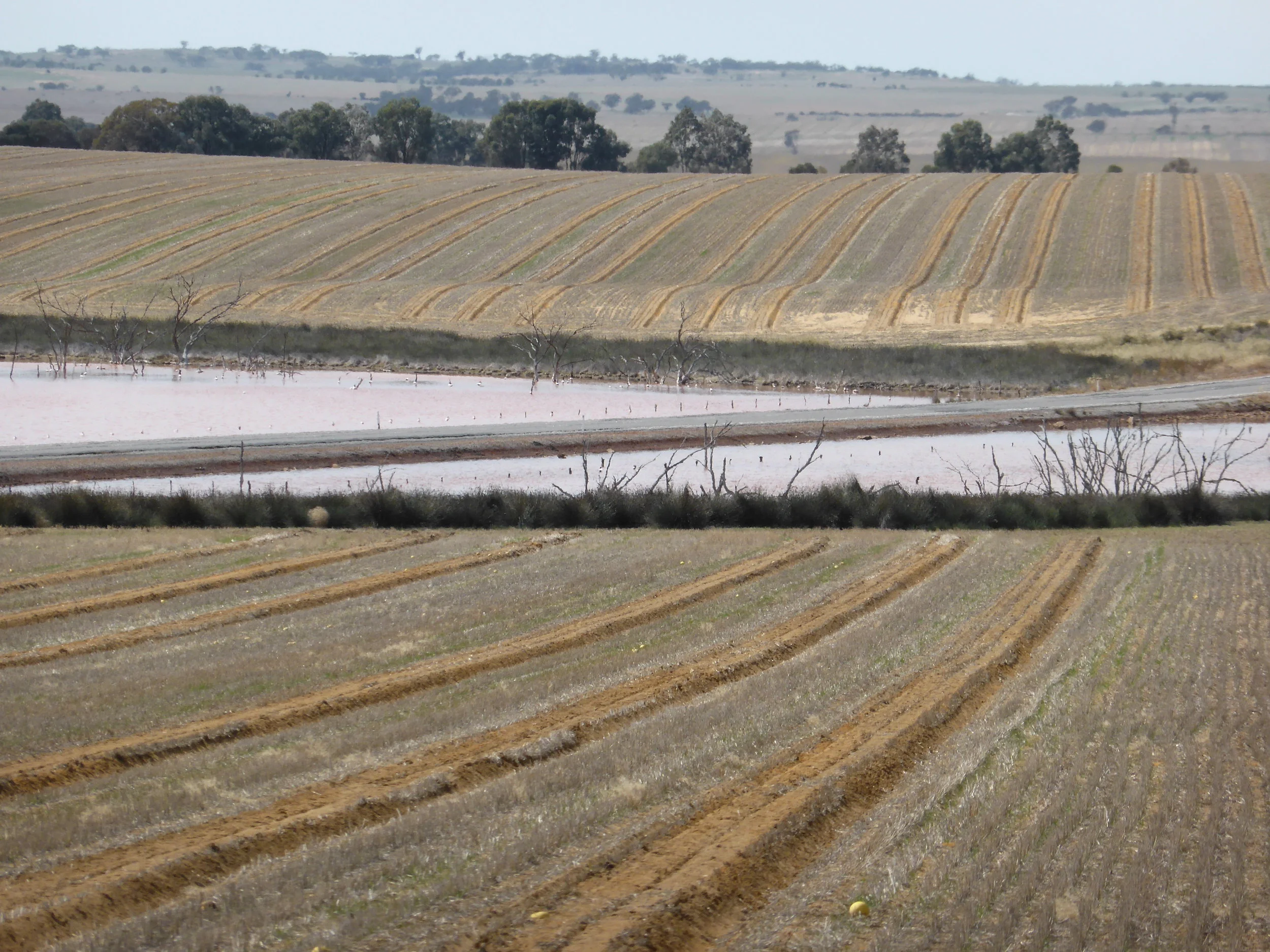 wheatbelt-south-moving-sheep.jpg