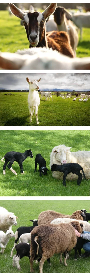 goats_sheep_new4.jpg