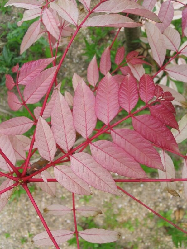 Toona sinensis.jpg