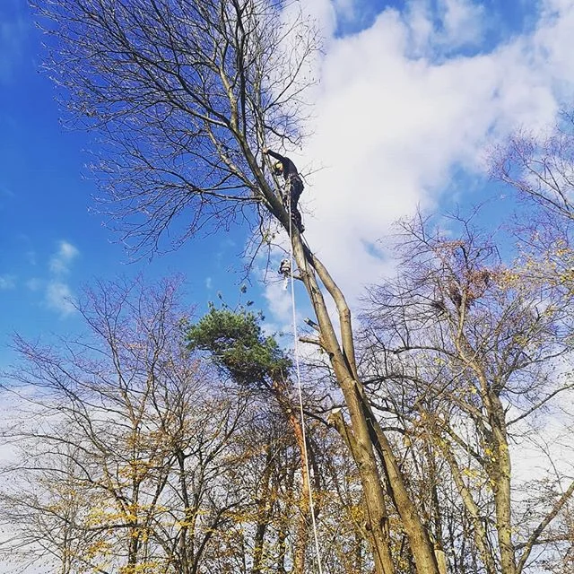 Visko doo #visinskoobzagovanjedreves #podiranjedreves #delonavisini #frezanjepanjev #prekmurje #slovenia🇸🇮 #stihl #arborist