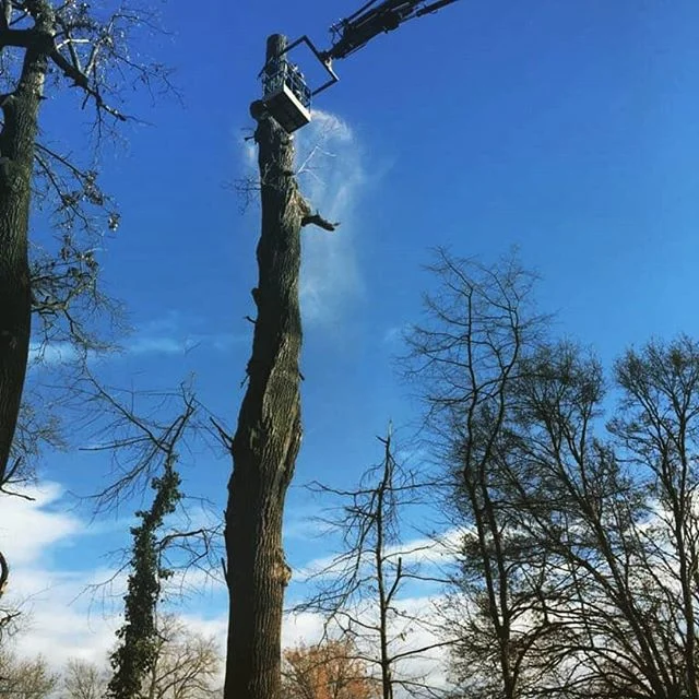 Visko #viskodoo #obrezovanjedreves #delonavisini #arborist #prekmurje #slovenia #igslovenia #mura#nkmura #fazanerija