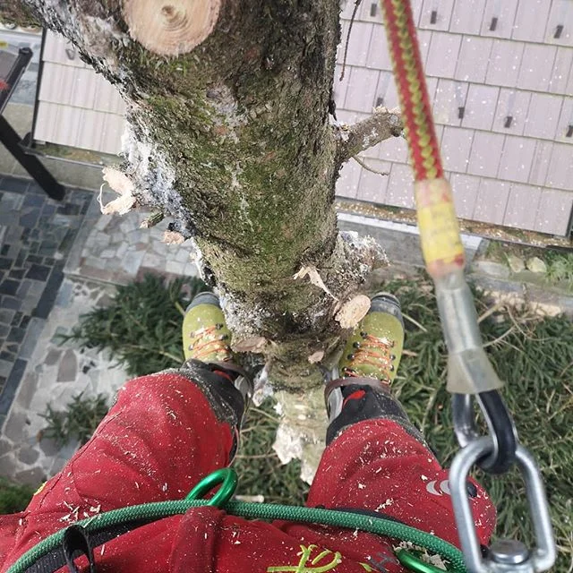 Visko doo#visinskoobzagovanjedreves #podiranjedreves #frezanjepanjev #delonavisini #arborist #slovenia #igslovenia #prekmurje #stihl