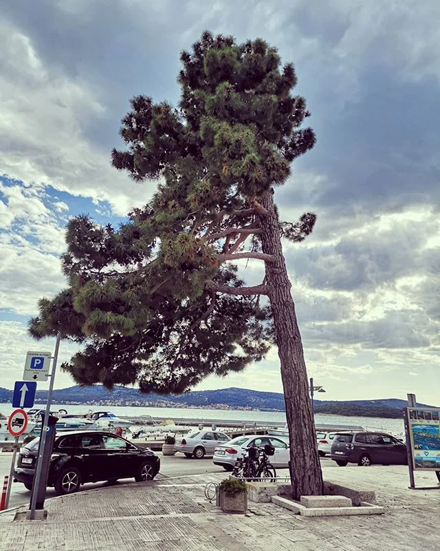 Visko #viskodoo #visinskoobzagovanjedreves #podiranjedreves#obrezovanjedreves #delonavisini #frezanjepanjev #frezanje&scaron;torov #arborist #prekmurje #slovenia #igslovenia #stihl