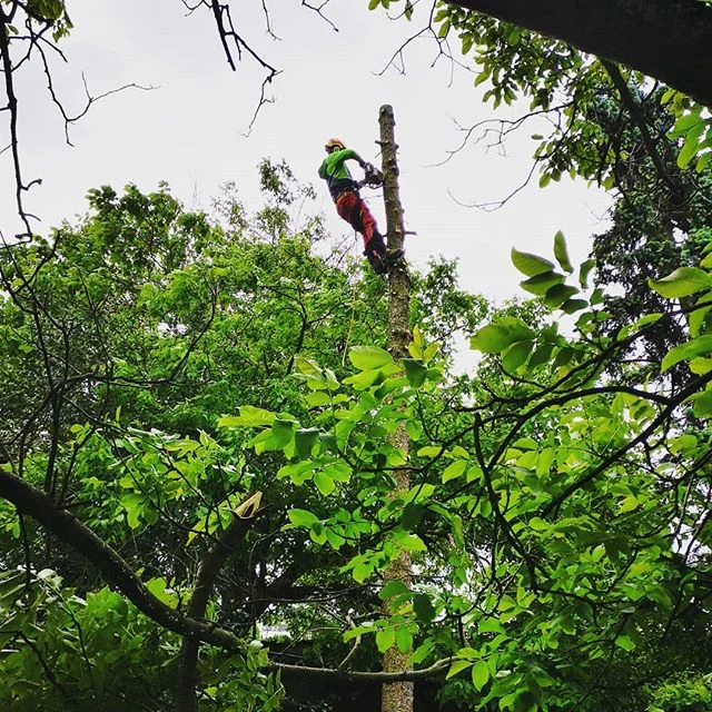 Visko doo#visinskoobzagovanjedreves #podiranjedreves #frezanjepanjev #delonavisini #arborist#slovenia #igslovenia #prekmurje #stihl #ruthmann