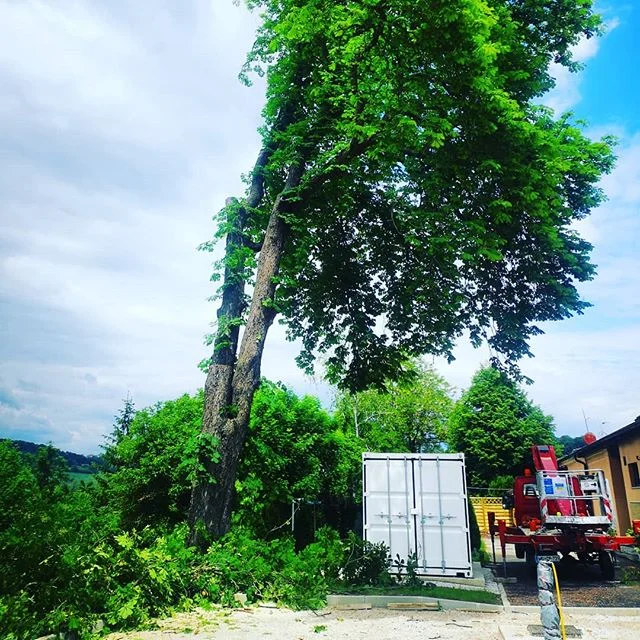 Visko doo#visinskoobzagovanjedreves #podiranjedreves #frezanjepanjev #delonavisini #arborist#slovenia #igslovenia #prekmurje #slovenia #stihl