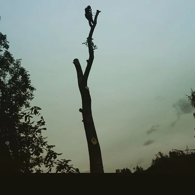 Visko#viskodoo#visinskoobzagovanjedreves #vi&scaron;inskodelo #delonavi&scaron;ini #frezanje&scaron;torov #arborist#stihl#prekmurje#slovenia #igslovenija