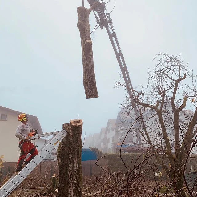 Visko #viskodoo #arboristlife #visinskoobzagovanjedreves #frezanje&scaron;torov #igslovenia #prekmurje #stihl