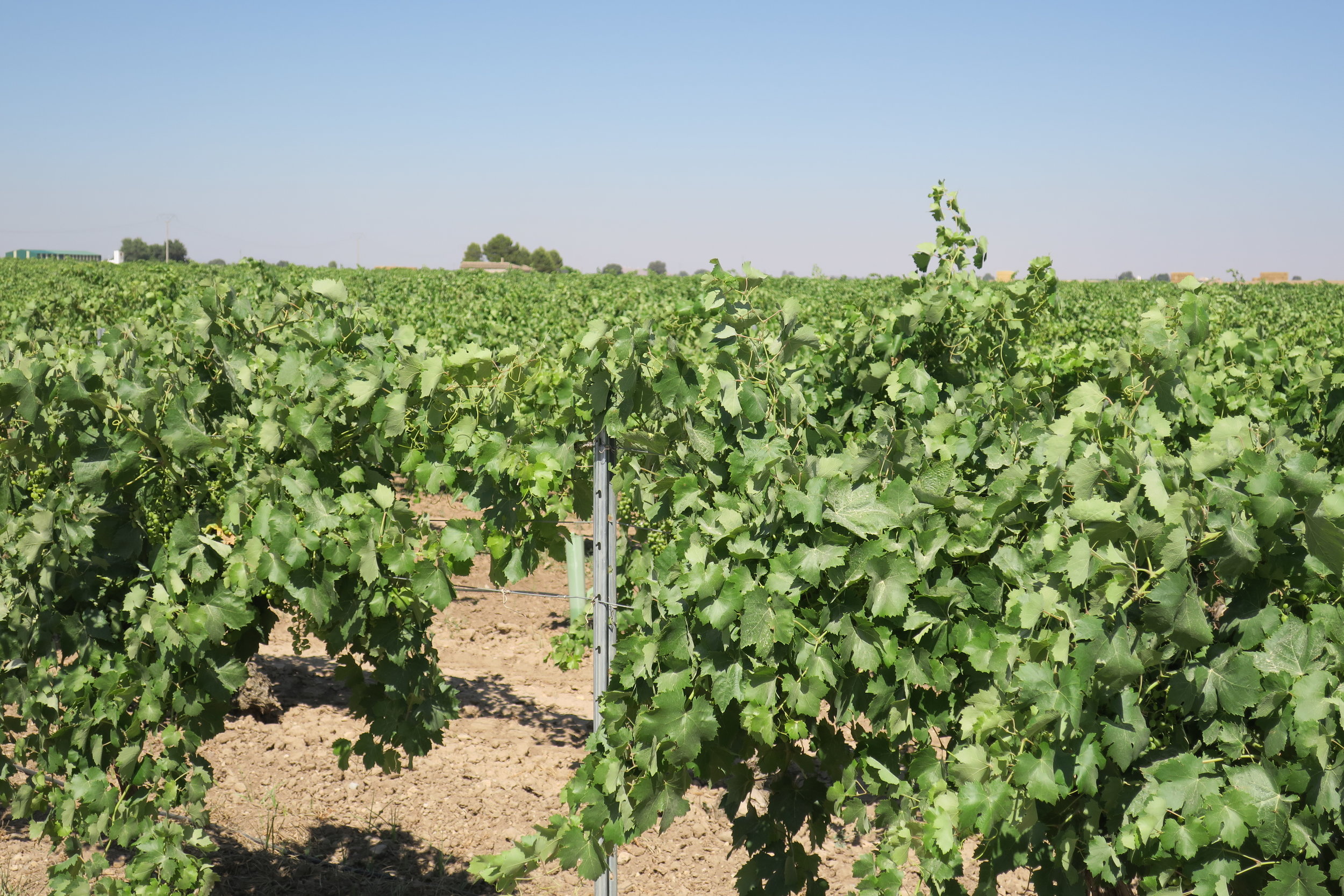VINA-MARIA-WINERY (11).JPG