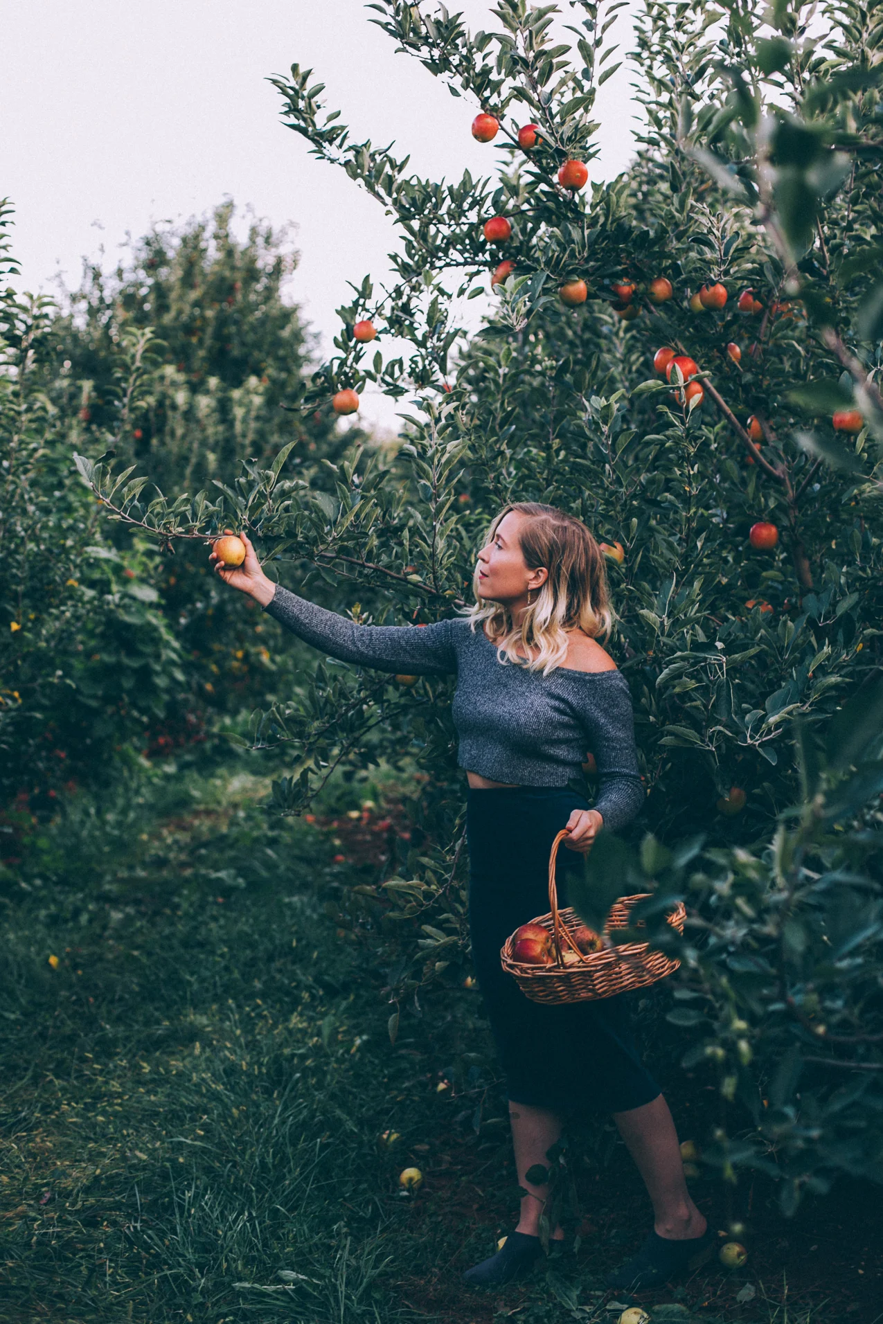 picking+apples+in+virginia.jpg