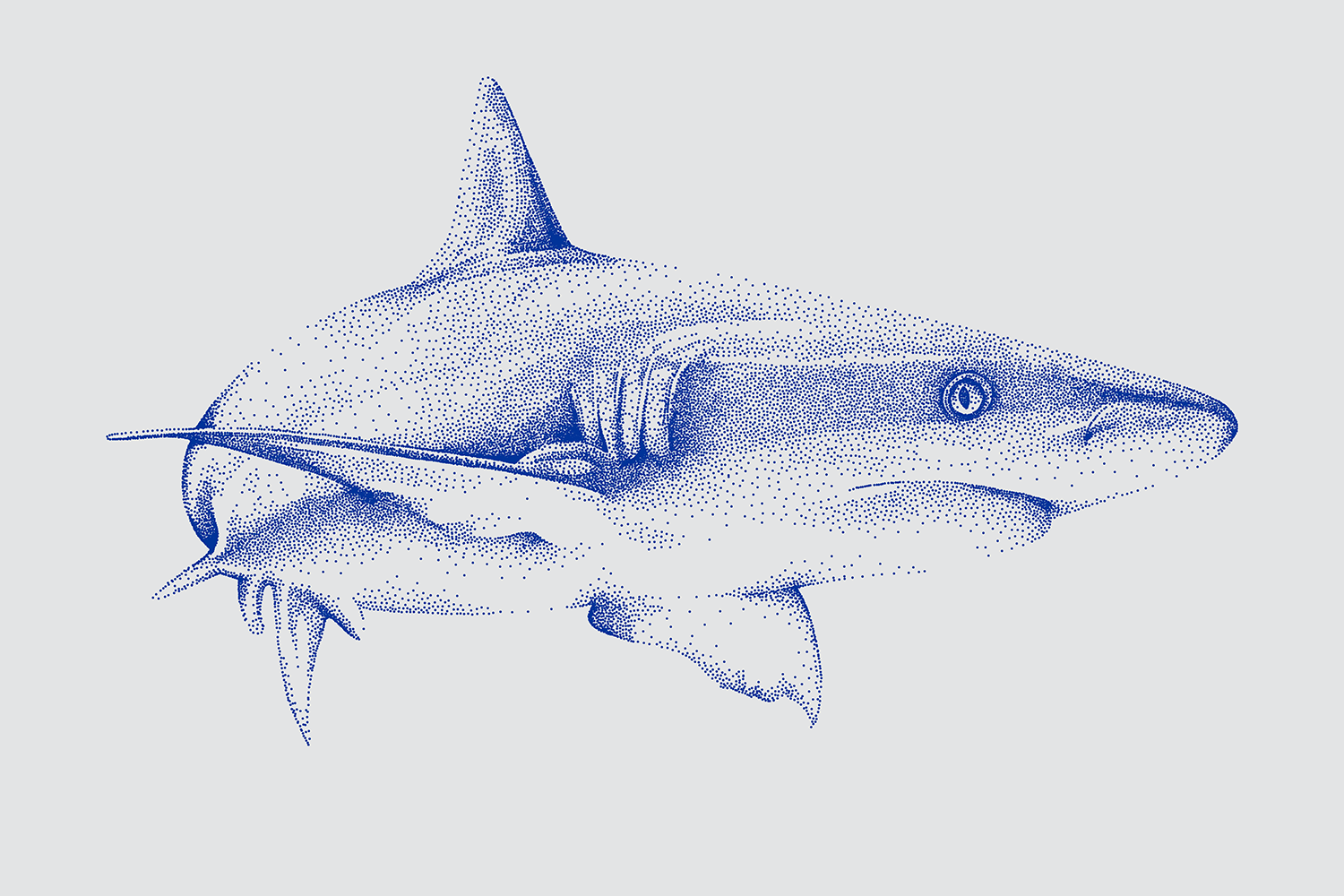 Shark Illustration