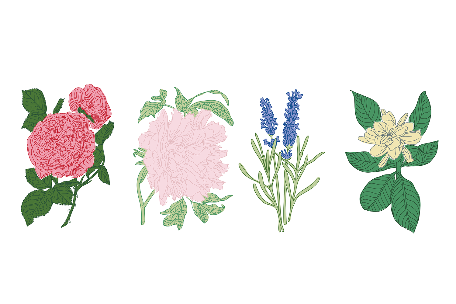 4 Minimal Botanical Drawings