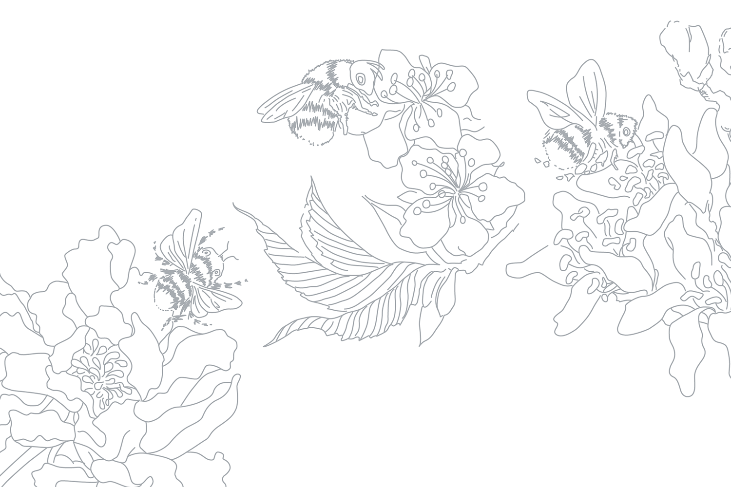 Apicare Bee and Flower Illustrations - Minimal Line Drawing
