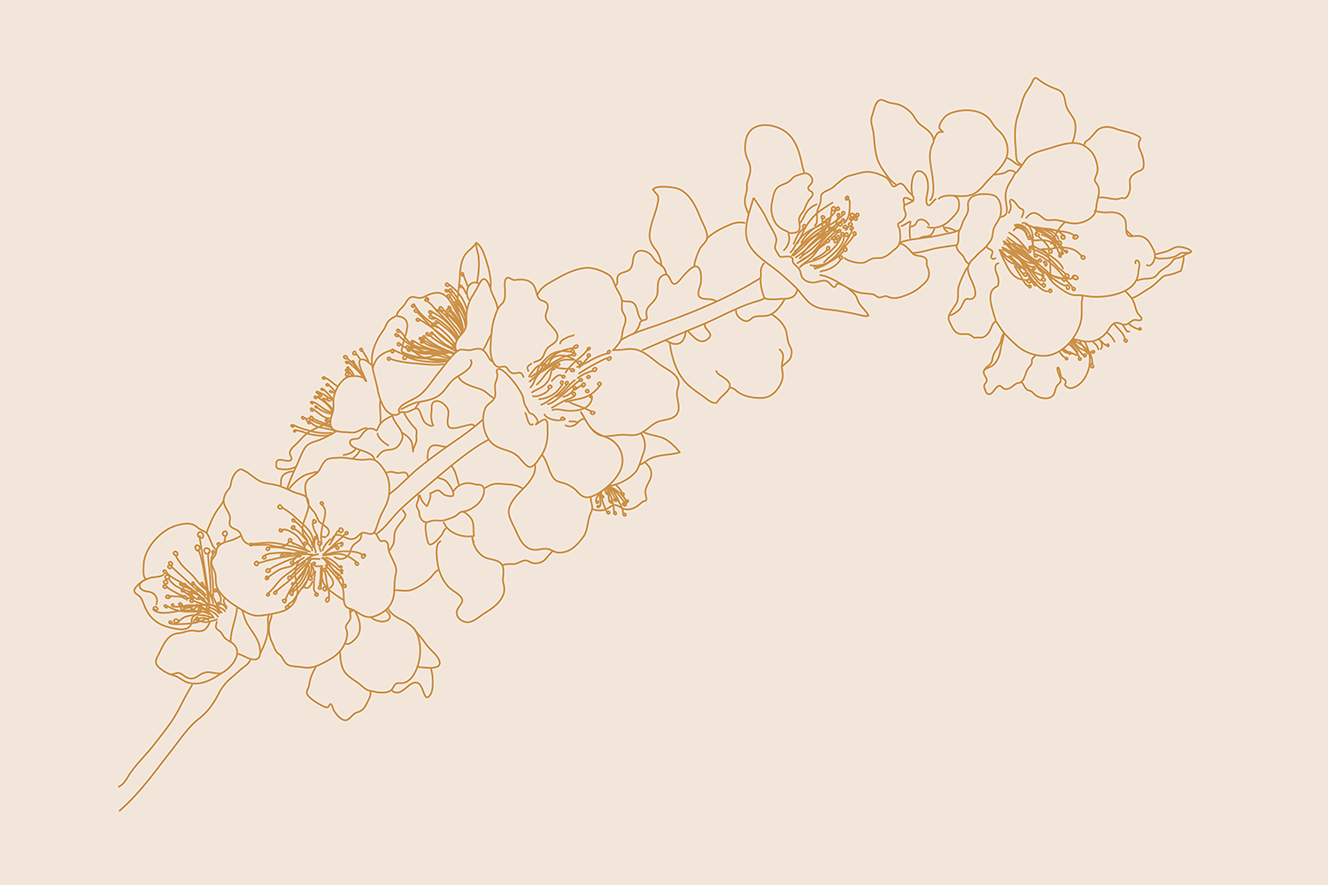 Minimal Gold Cherry Blossom Illustration