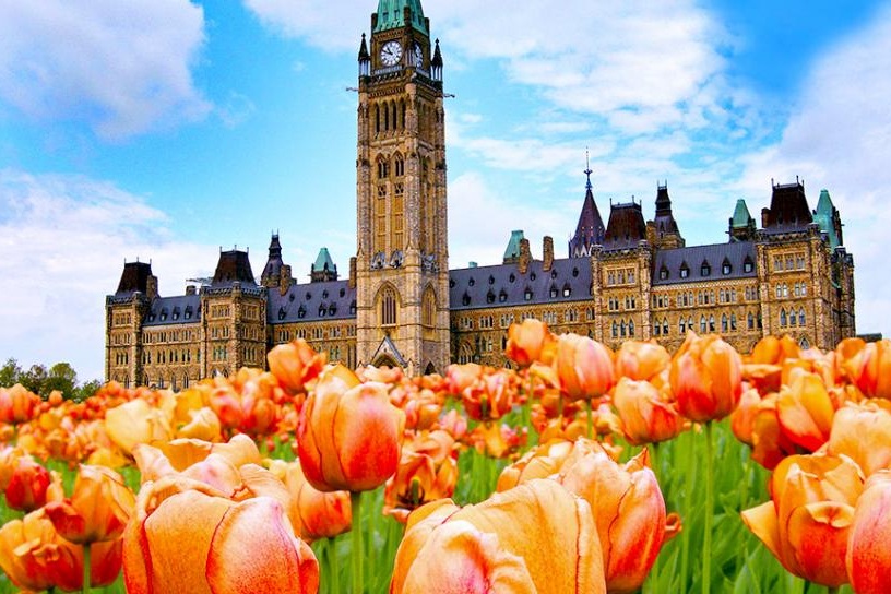 daily-escape-ottawa-tulip-festival.rend.tccom.966.544.jpg