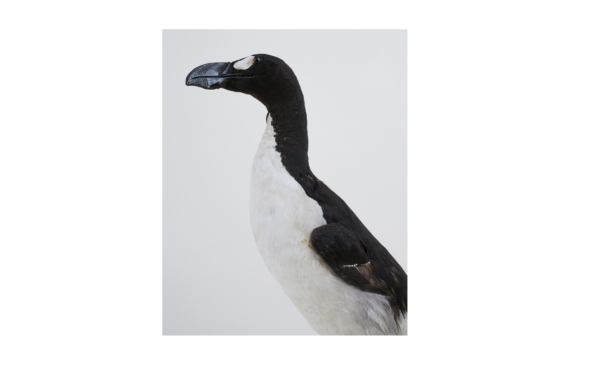 Great_Auk_Tring.jpg