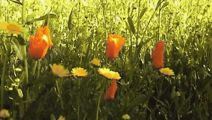 ROSEKEY - WONDERGARDEN