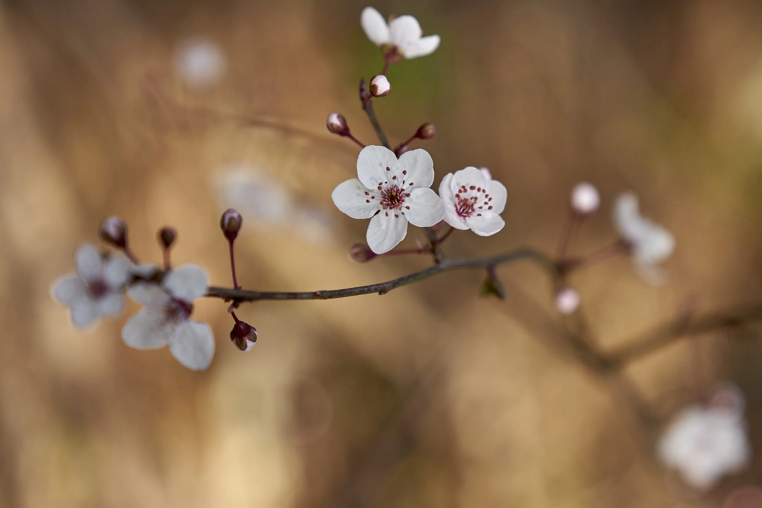 Cherry Blossom Warrandyte.jpg