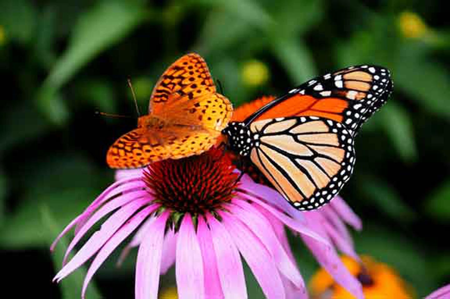Two Butterflies’