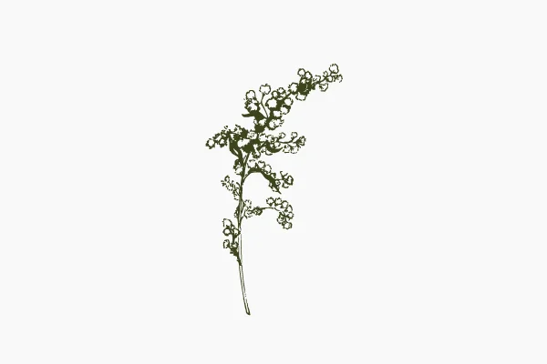 Cassie-Dunmyer-Photography-Goldenrod-Green.jpg