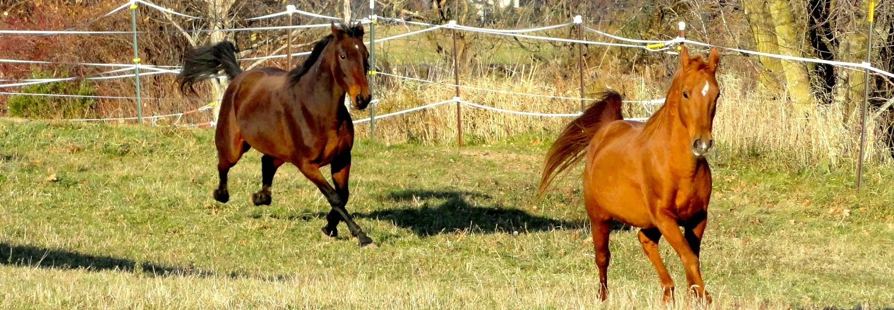 Adopt a Horse — Amazing Grace Equine Sanctuary
