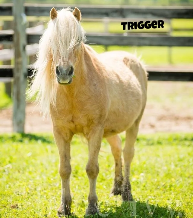 Trigger