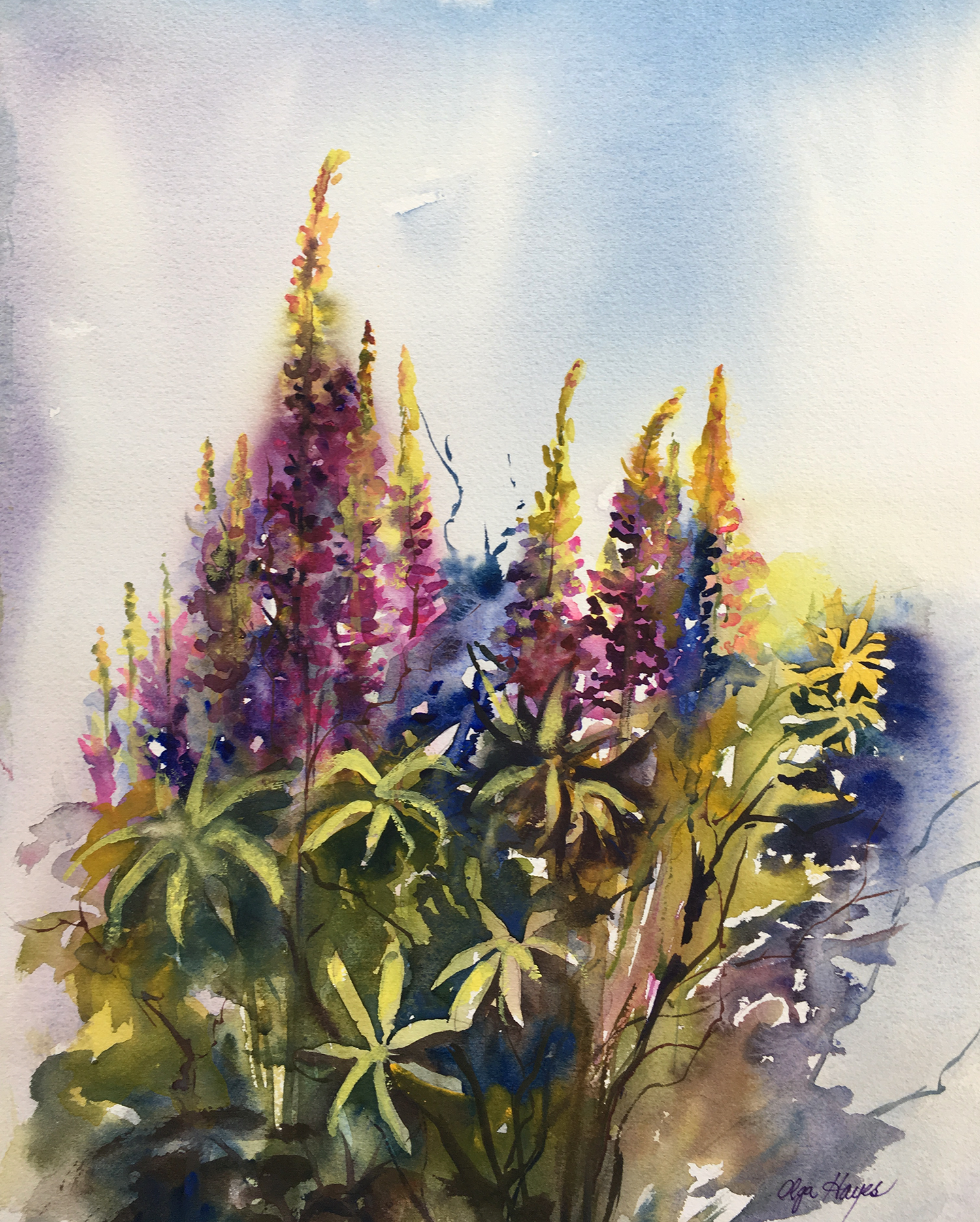   Field of Lupines  20 X 23 inches, framed &nbsp; $375 