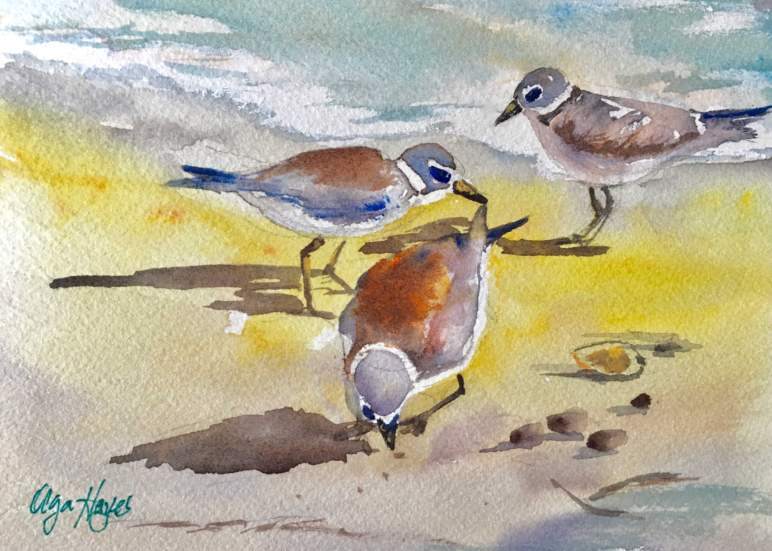   Three Plovers  8 x 8 inches $100 