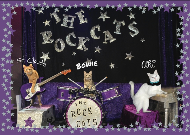The Amazing Acro-Cats!