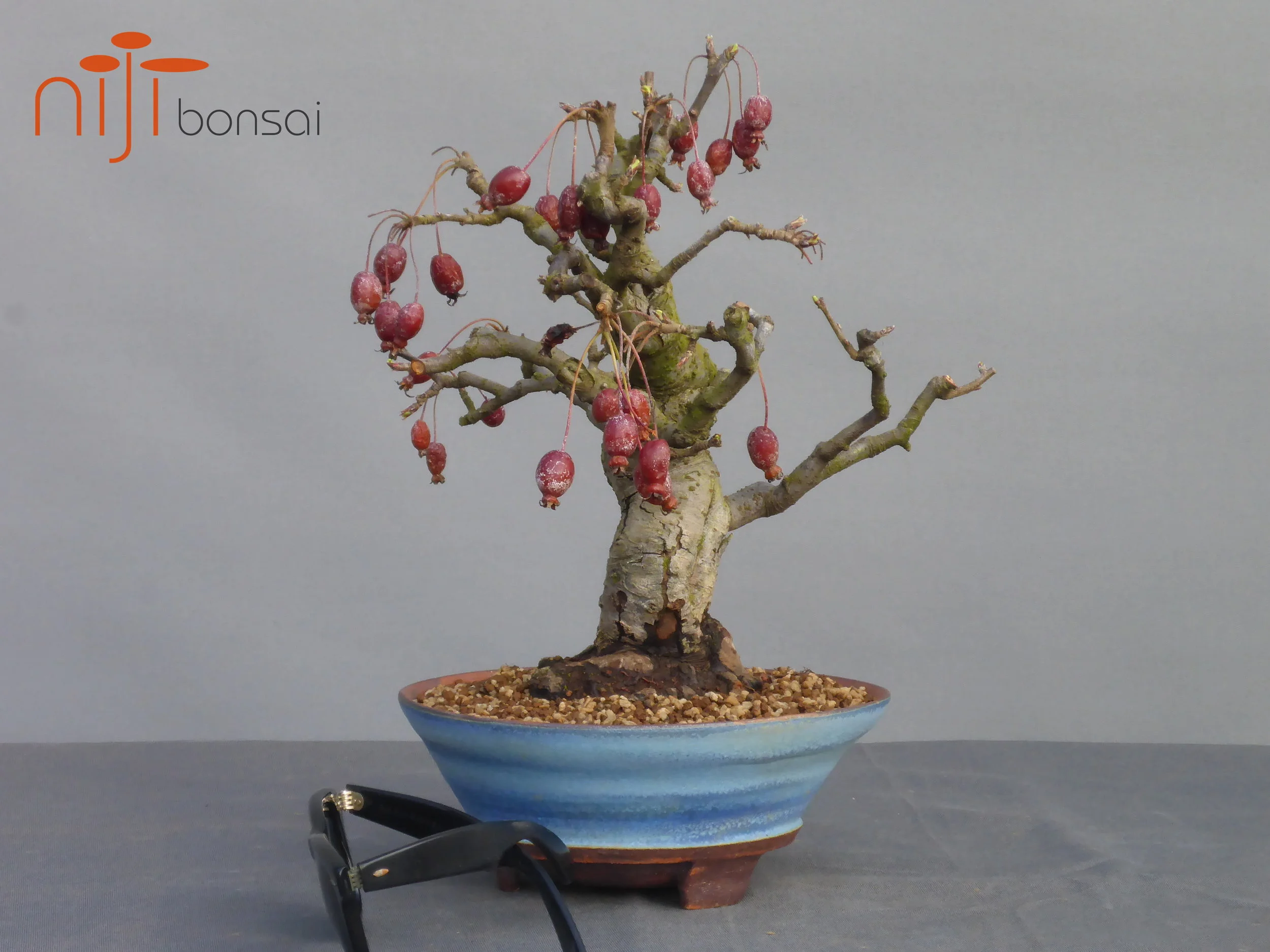 Malus sylvestris #6  NIJI bonsai