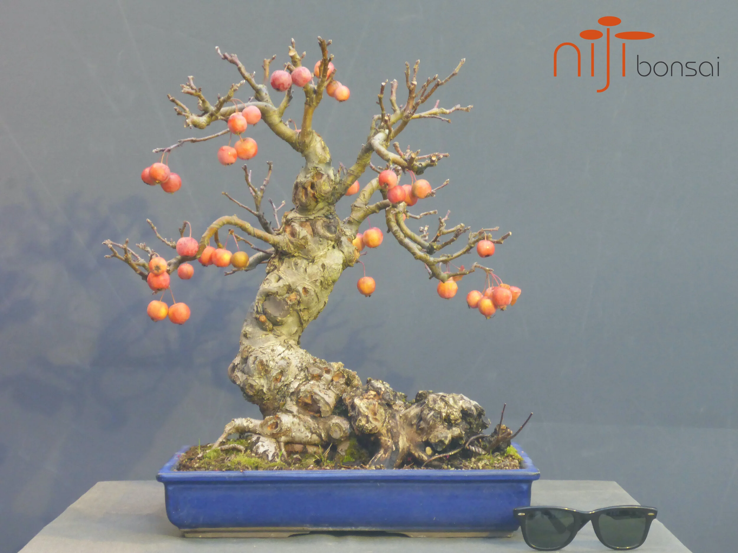 Malus sylvestris #2  NIJI bonsai