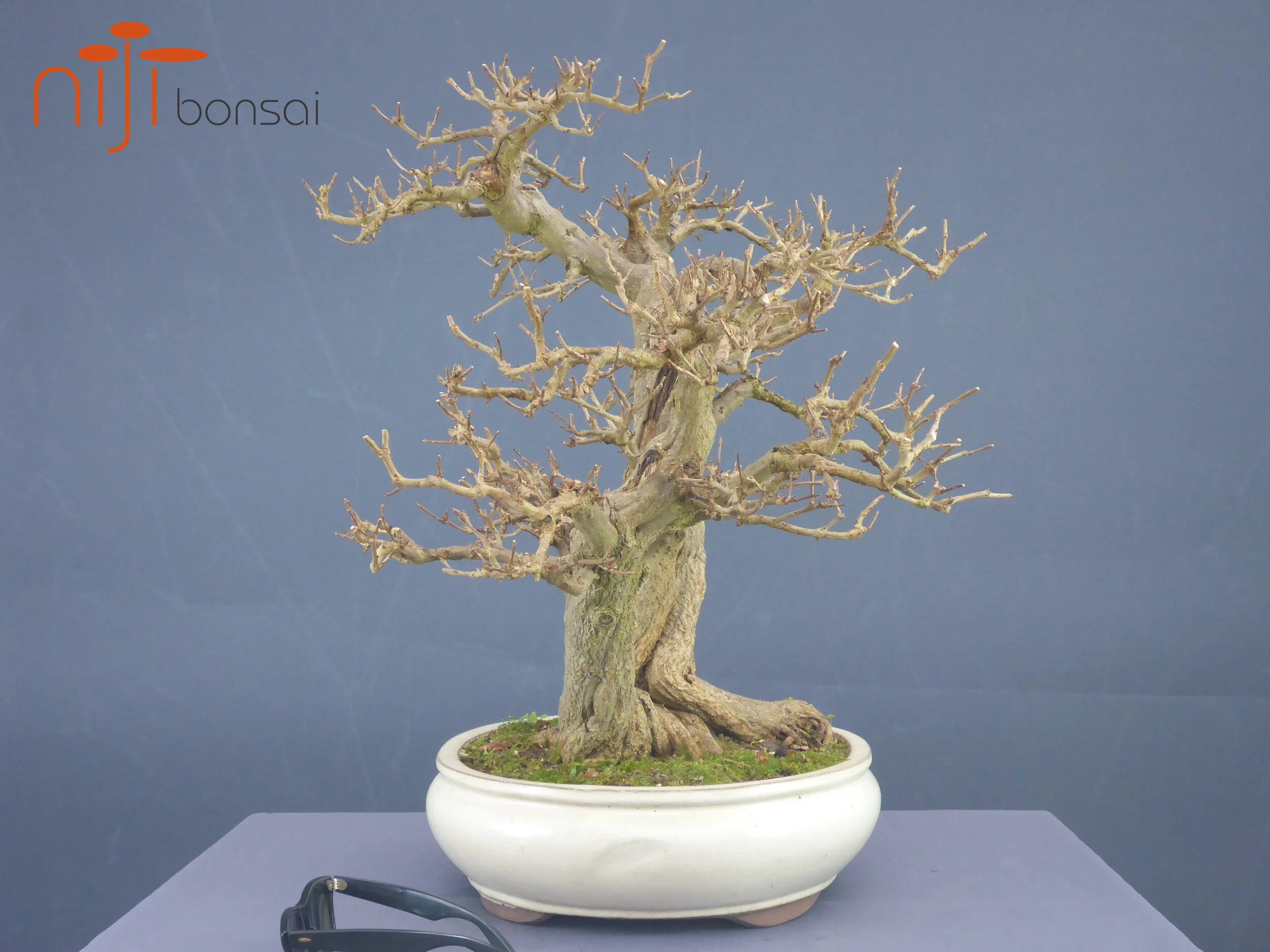 Punica granatum #2  NIJI bonsai