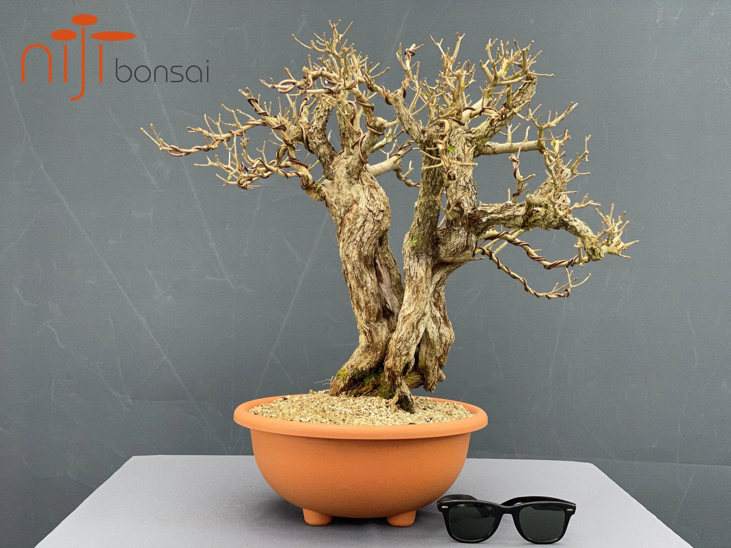 Ligustrum ovalifolium #2  NIJI bonsai