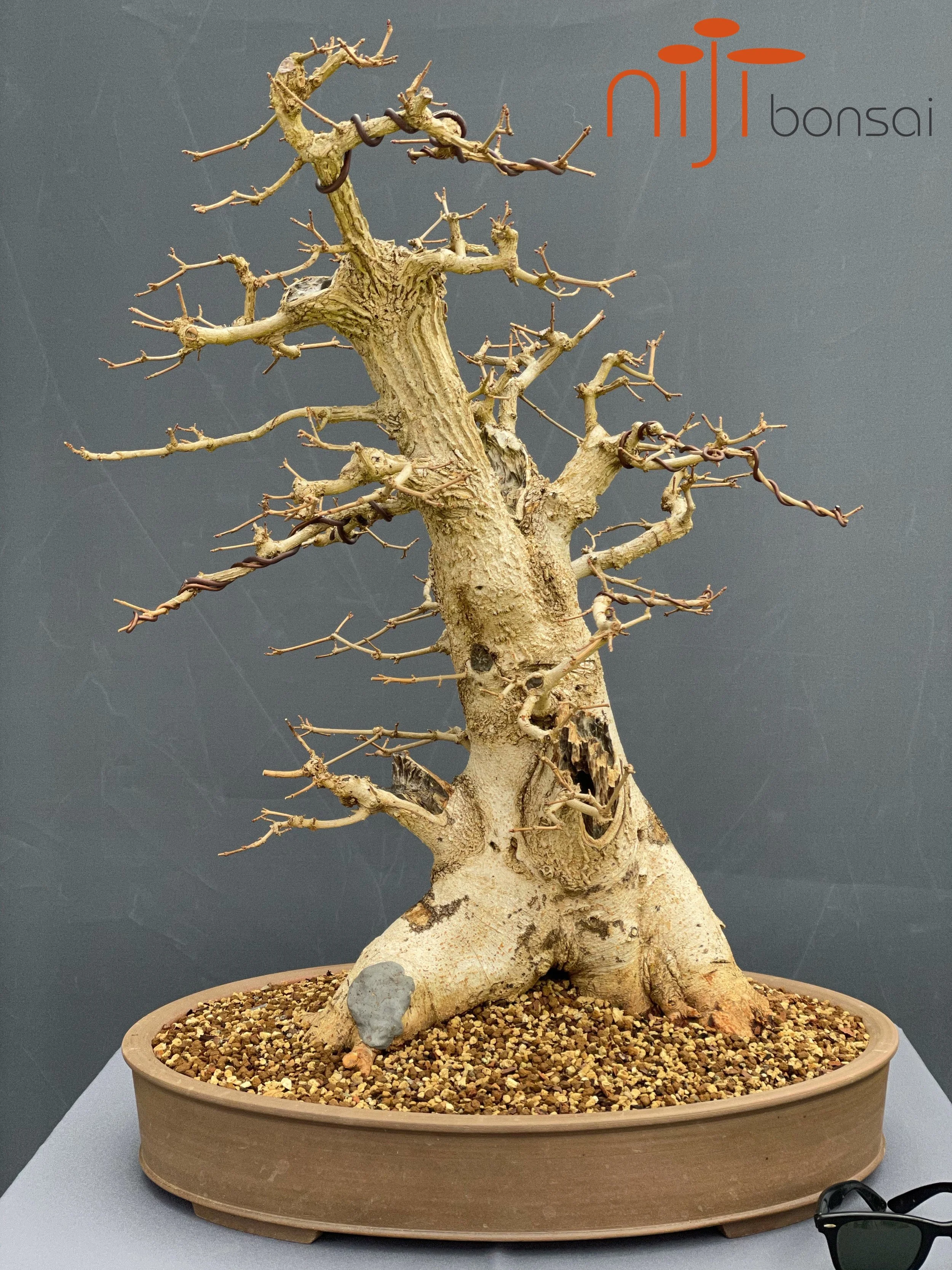 Acer campestre #3  NIJI bonsai