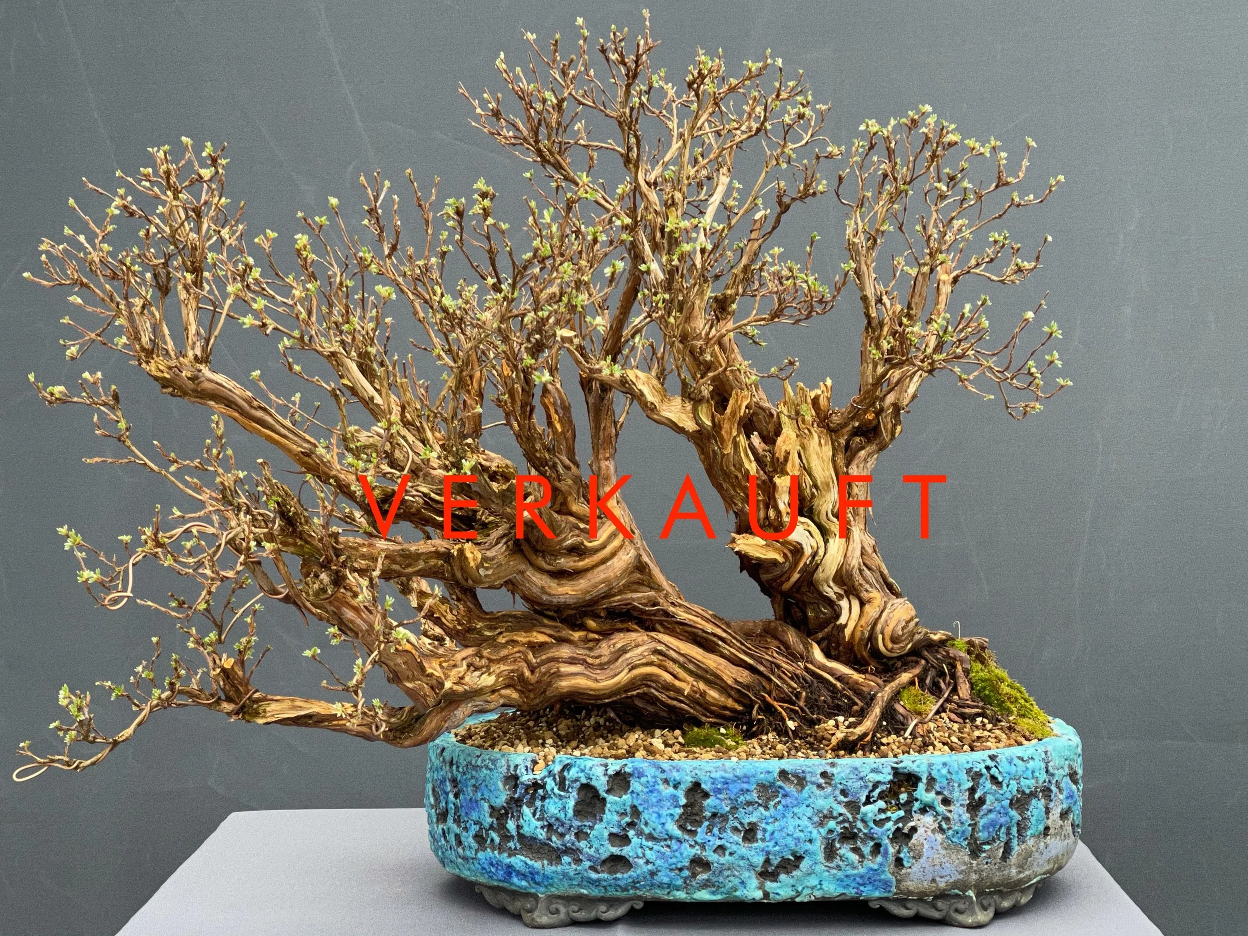 IMG_0767D verkauft.JPG