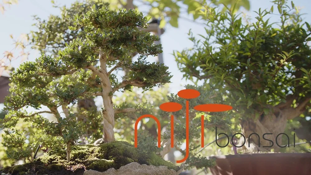 about NIJI Bonsai  NIJI bonsai