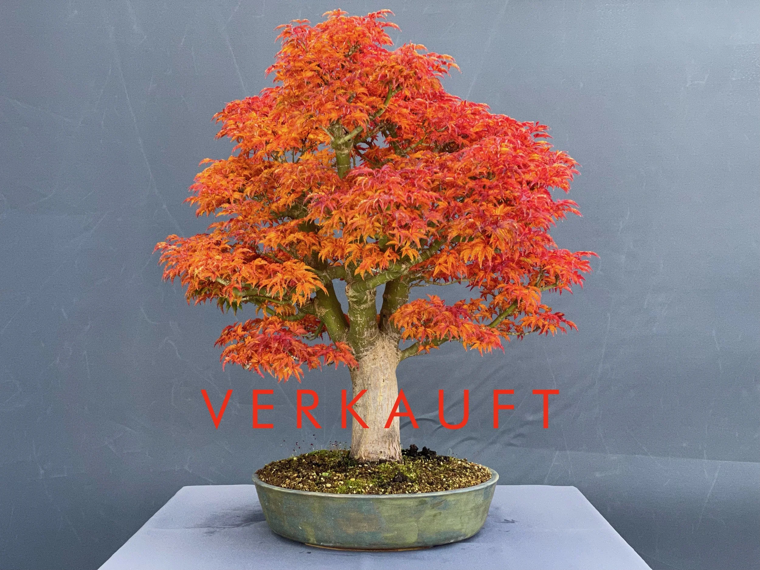 IMG_1651D verkauft.JPG