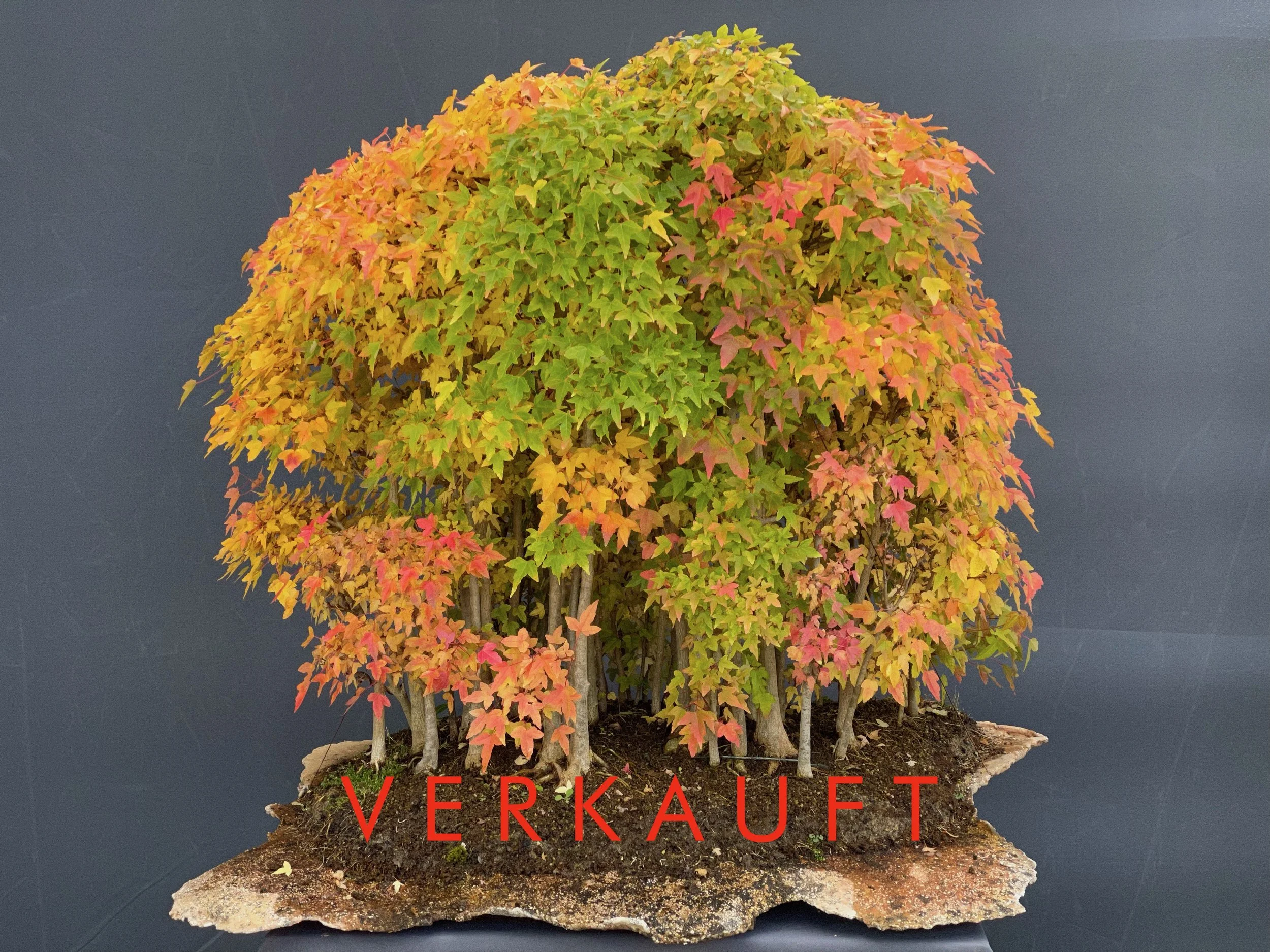 IMG_1675D verkauft.JPG