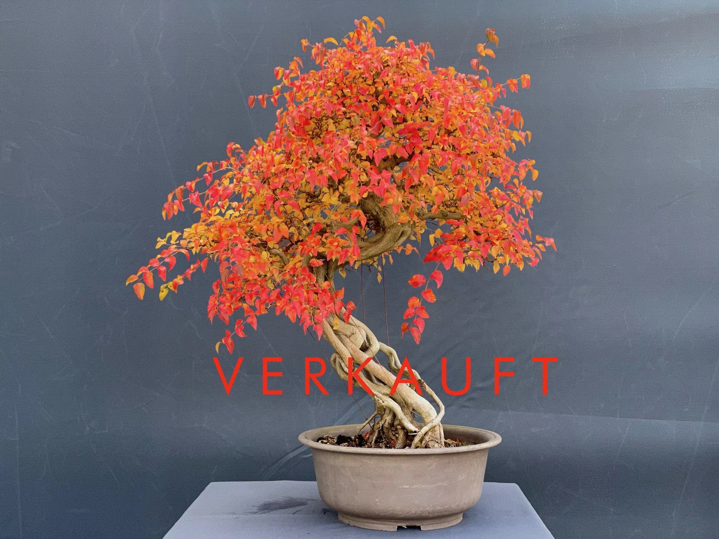 IMG_1657D verkauft.JPG