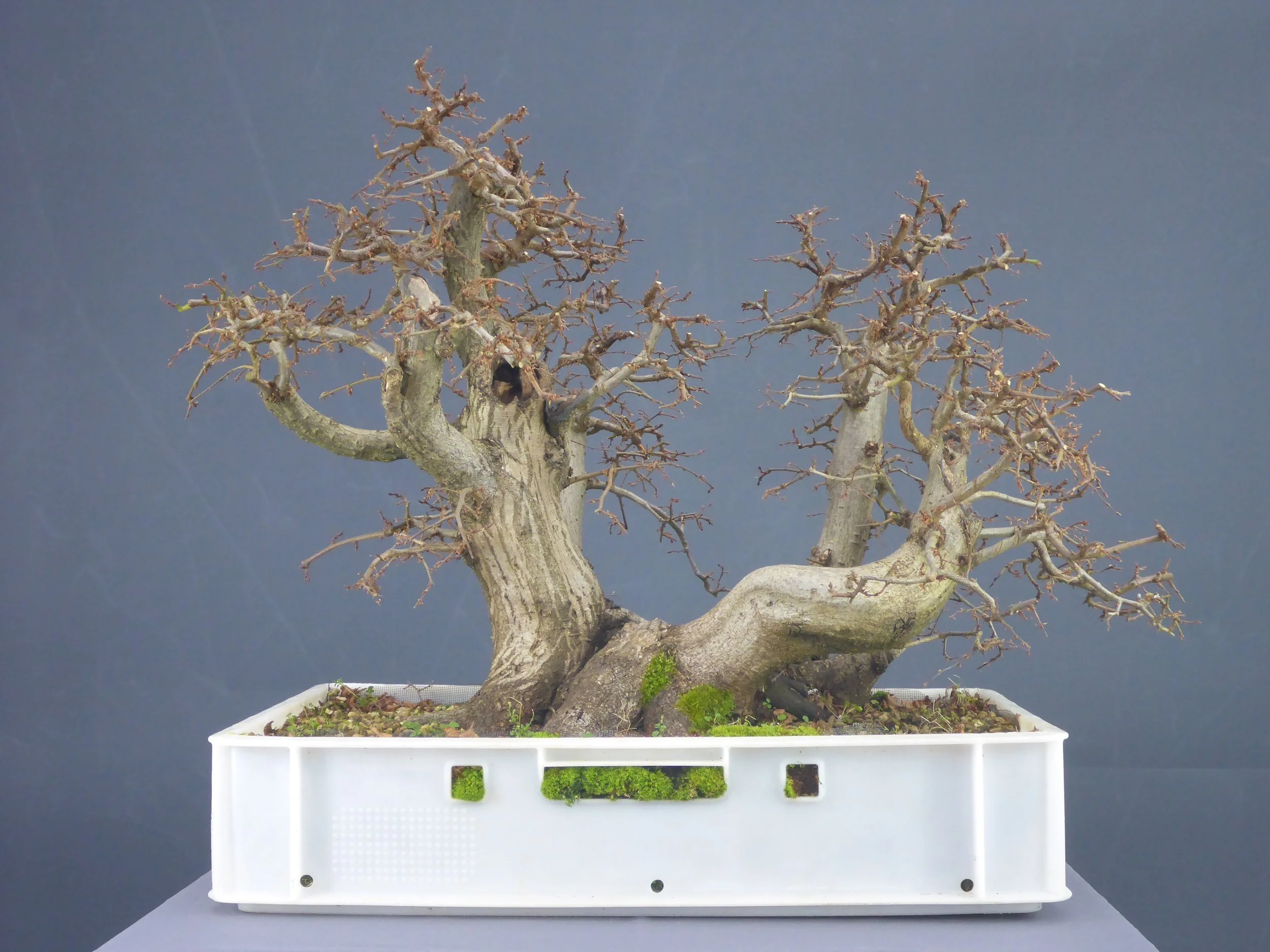 P1060176 verkauft.JPG