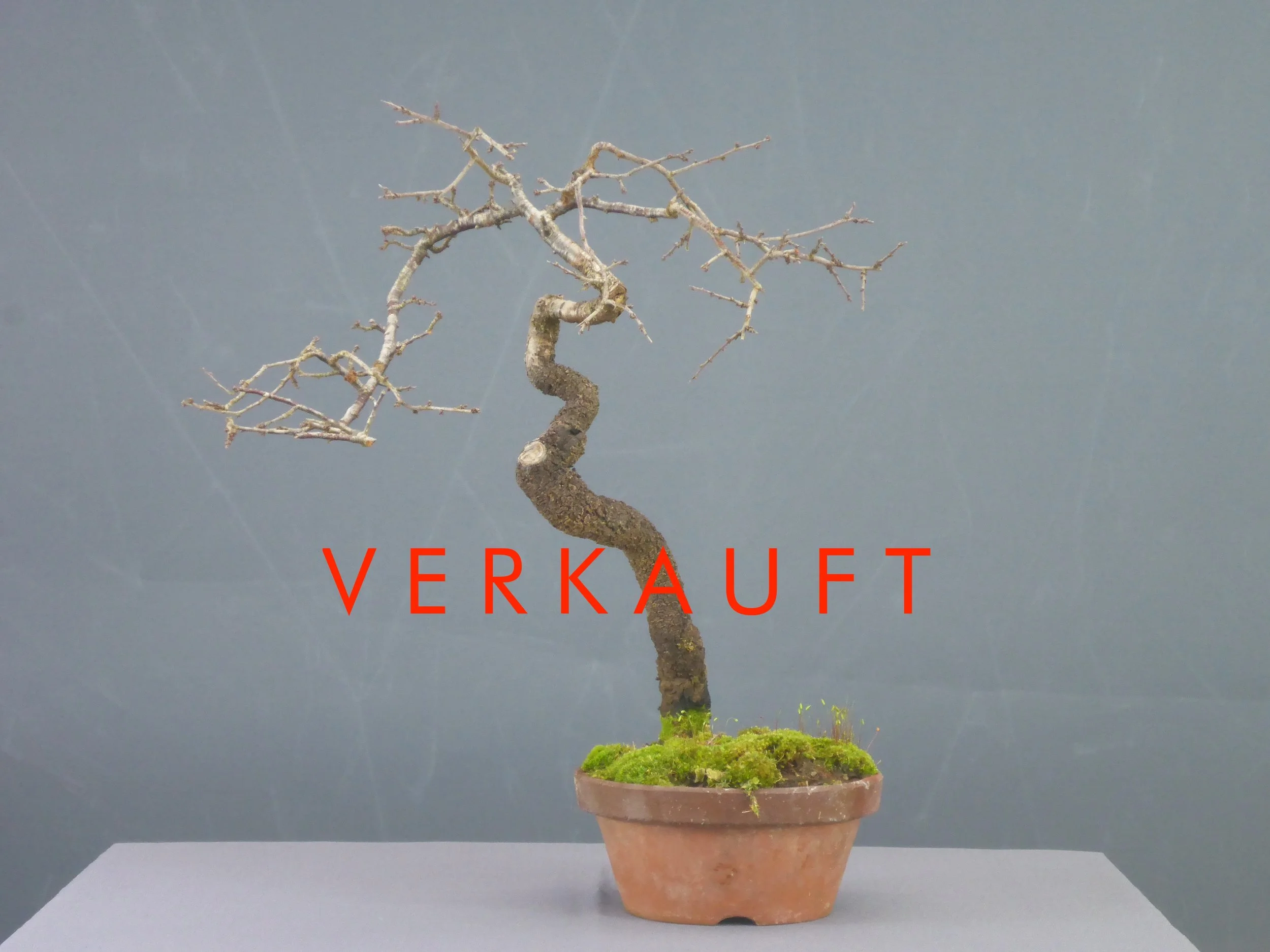 P1060136 verkauft.JPG