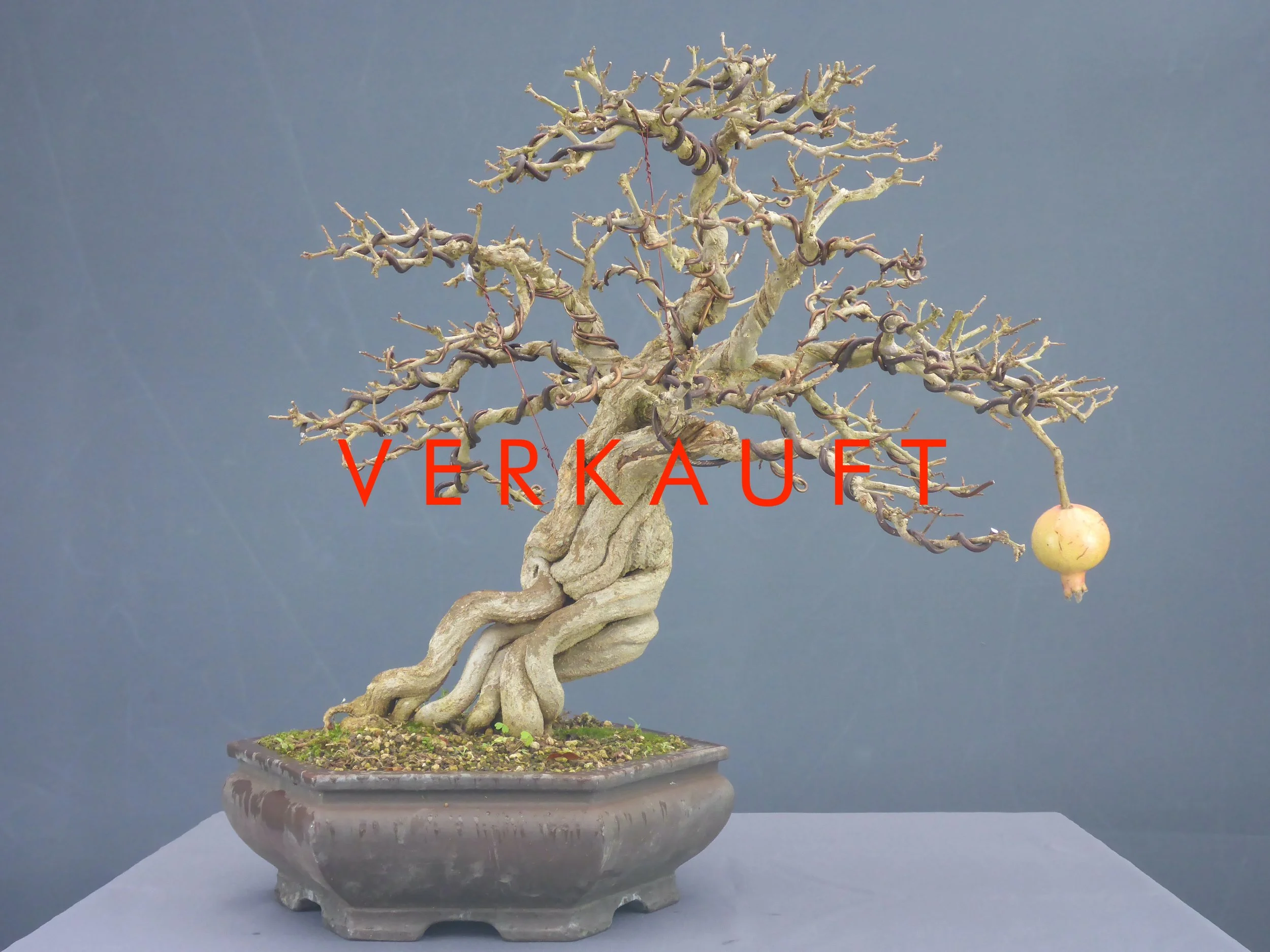 P1060227 verkauft.JPG