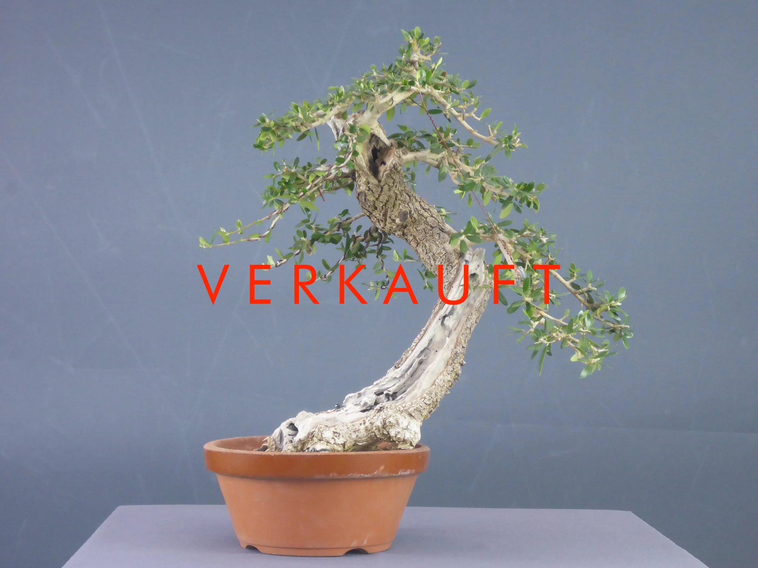 P1060161 verkauft.JPG