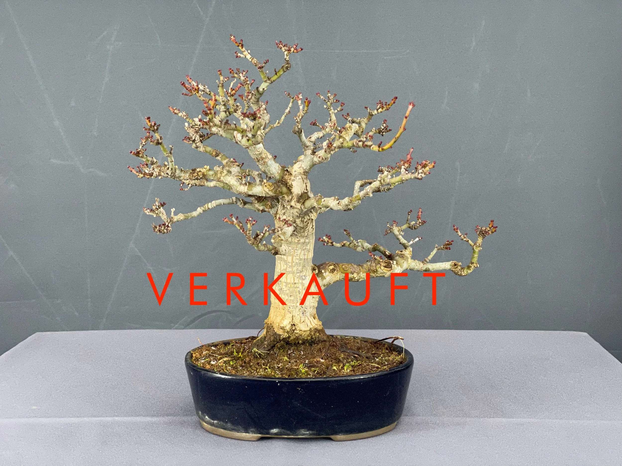 IMG_5211D verkauft.JPG