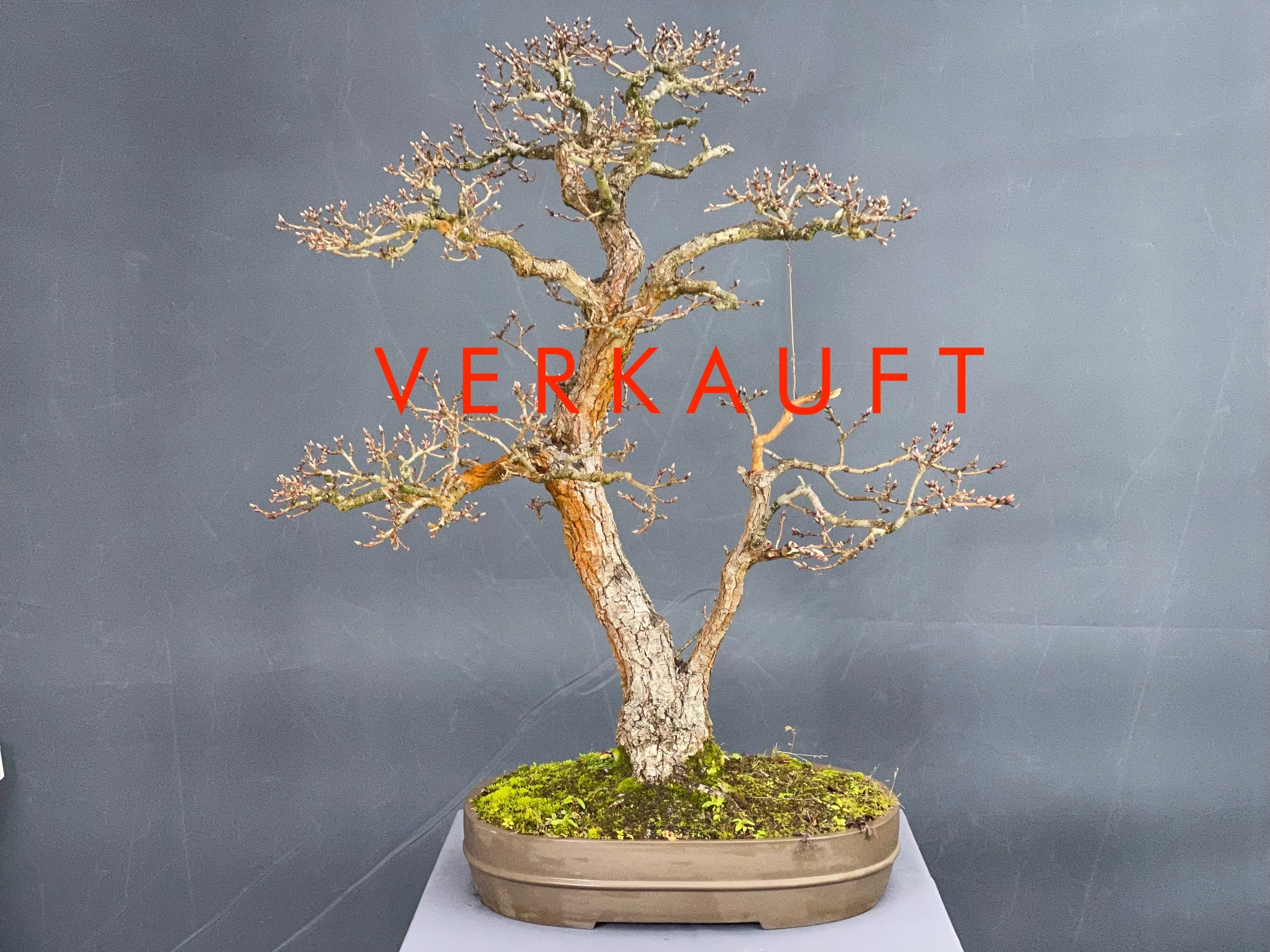 IMG_5288D verkauft.JPG